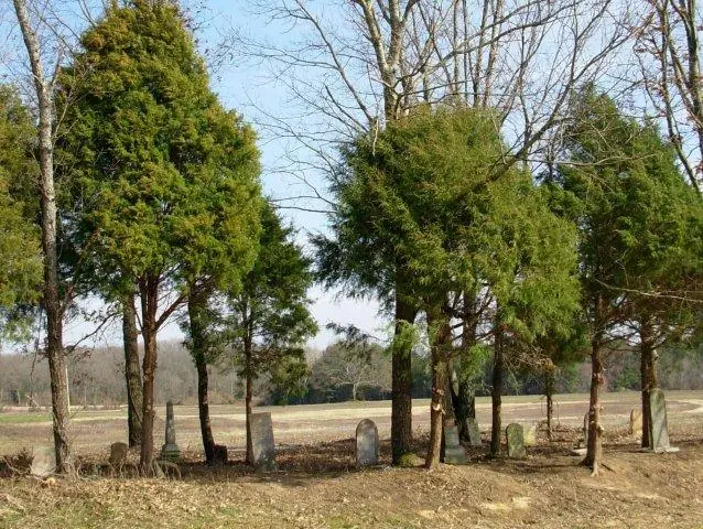 Headstones standing among cedar trees at the edge of a cultivated field at Robertson Cemetery, Gibson County, Tennessee
