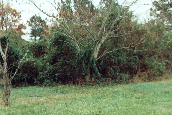 Bluff Spring 01 — Mapquest